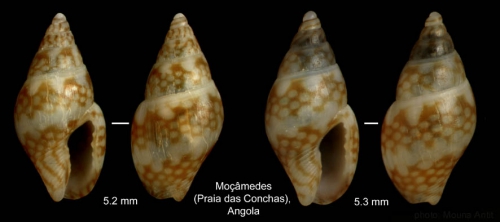 Mitrella psilla (Duclos, 1846)