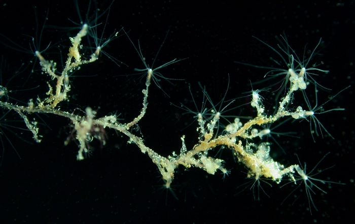 Bougainvillia muscus polyp stage with medusa buds, part of colony Bougainvillia muscus polyp stage with medusa buds, part of colony