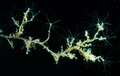 Hydrozoa (hydroids)