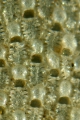 Bryozoa (moss animals)