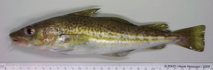 Gadus morhua Linnaeus, 1758 Gadus morhua Linnaeus, 1758