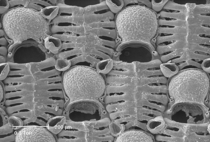 Membraniporella nitida Membraniporella nitida