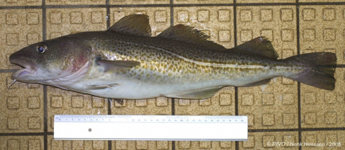 Gadus morhua Linnaeus, 1758 Gadus morhua Linnaeus, 1758