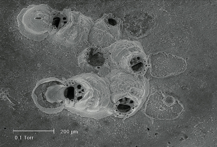 Puellina nana Reverter Gil & Fernandez Pulpeiro, 1996