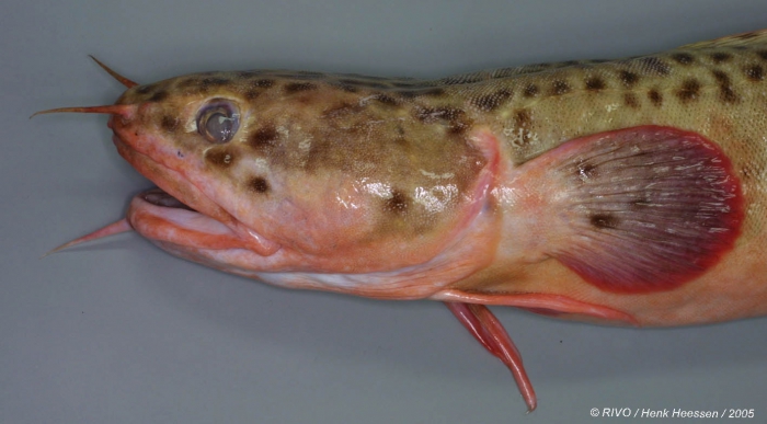 Gaidropsarus vulgaris (Cloquet, 1824) Gaidropsarus vulgaris (Cloquet, 1824)
