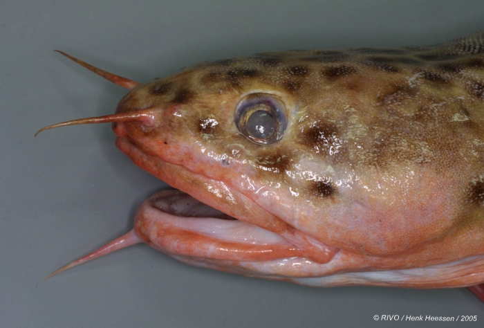 Gaidropsarus vulgaris (Cloquet, 1824) Gaidropsarus vulgaris (Cloquet, 1824)