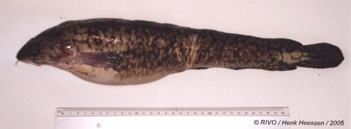 Lota lota (Linneaus, 1758) Lota lota (Linneaus, 1758)