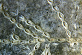 Bryozoa (moss animals)