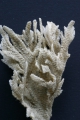 Bryozoa (moss animals)