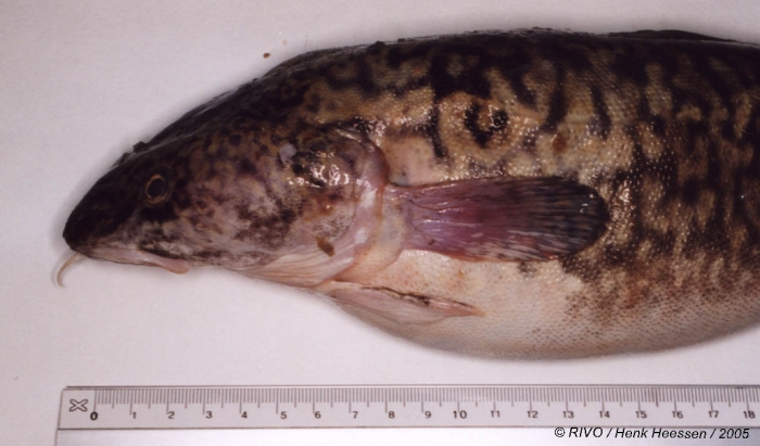 Lota lota (Linneaus, 1758) Lota lota (Linneaus, 1758)