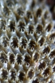 Bryozoa (moss animals)