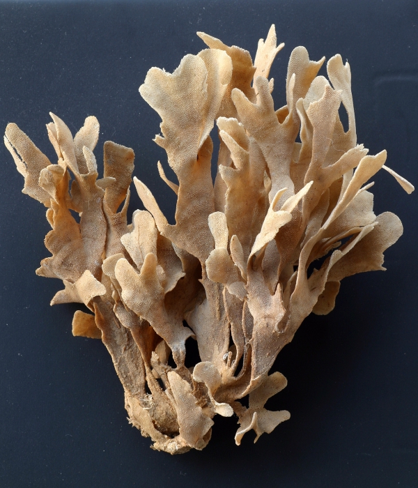 Flustra foliacea (Linnaeus, 1758) Flustra foliacea (Linnaeus, 1758)