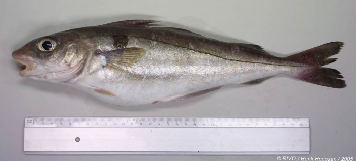 Melanogrammus aeglefinus (Linnaeus, 1758) Melanogrammus aeglefinus (Linnaeus, 1758)