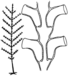 Syntheciidae, typical representative Syntheciidae, typical representative