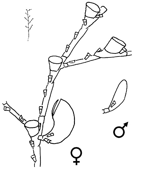 Halopteris diaphana, a typical member of the Halopterididae. Erect shoot of colony (plume), middle part of plume, gonothecae. Note presence of hydrothecae on stem. Halopteris diaphana, a typical member of the Halopterididae. Erect shoot of colony (plume), middle part of plume, gonothecae. Note presence of hydrothecae on stem.