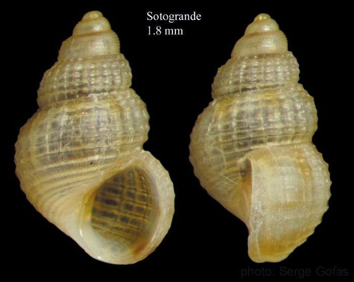 Alvania punctura (Montagu, 1803) Alvania punctura (Montagu, 1803)