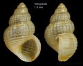 Mollusca (molluscs)