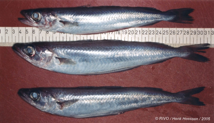 Micromesistius poutassou (Risso, 1827) Micromesistius poutassou (Risso, 1827)