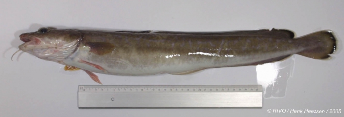 Molva molva (Linnaeus, 1758) Molva molva (Linnaeus, 1758)