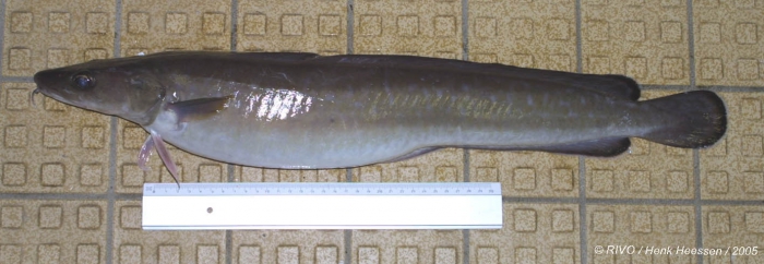 Molva molva (Linnaeus, 1758) Molva molva (Linnaeus, 1758)