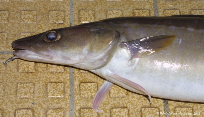 Molva molva (Linnaeus, 1758) Molva molva (Linnaeus, 1758)