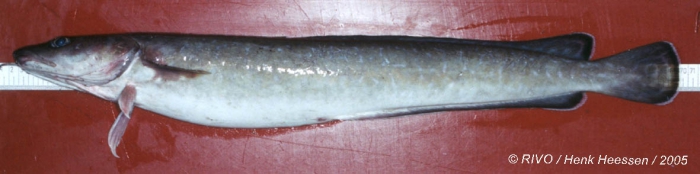 Molva molva (Linnaeus, 1758) Molva molva (Linnaeus, 1758)
