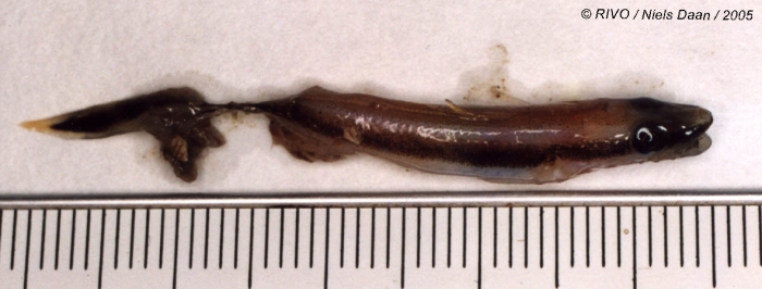 Molva molva (Linnaeus, 1758) Molva molva (Linnaeus, 1758)