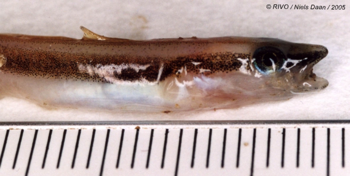Molva molva (Linnaeus, 1758) Molva molva (Linnaeus, 1758)