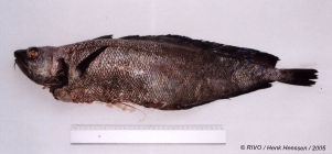 Phycis blennoides (Brnich, 1768)