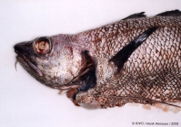Phycis blennoides (Brnich, 1768)