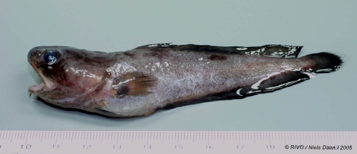 Raniceps raninus (Linnaeus, 1758) Raniceps raninus (Linnaeus, 1758)