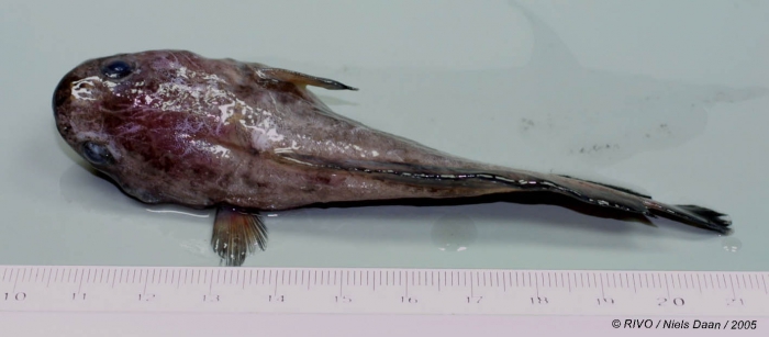 Raniceps raninus (Linnaeus, 1758) Raniceps raninus (Linnaeus, 1758)