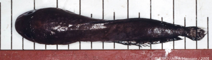 Raniceps raninus (Linnaeus, 1758) Raniceps raninus (Linnaeus, 1758)
