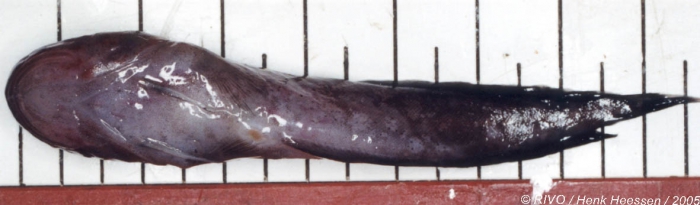 Raniceps raninus (Linnaeus, 1758) Raniceps raninus (Linnaeus, 1758)