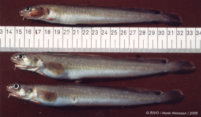 Enchelyopus cimbrius (Linnaeus, 1766) Enchelyopus cimbrius (Linnaeus, 1766)