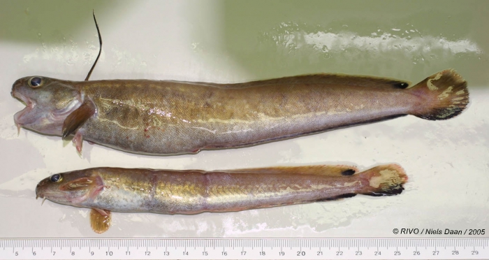 Enchelyopus cimbrius (Linnaeus, 1766) Enchelyopus cimbrius (Linnaeus, 1766)