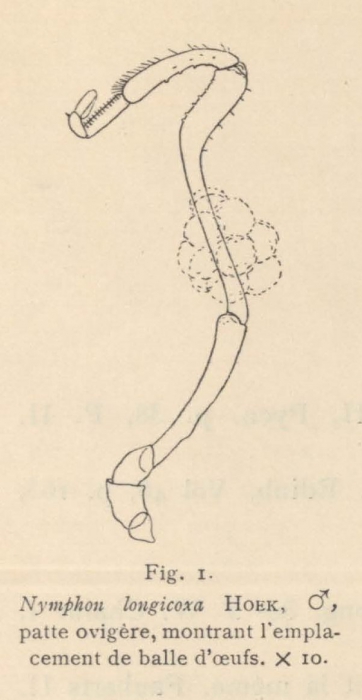 Giltay (1934, fig. 01) Giltay (1934, fig. 01)