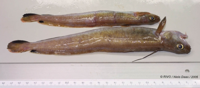 Enchelyopus cimbrius (Linnaeus, 1766) Enchelyopus cimbrius (Linnaeus, 1766)
