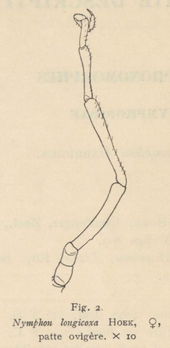 Giltay (1934, fig. 02) Giltay (1934, fig. 02)