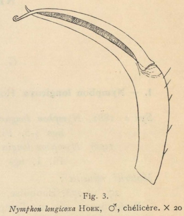 Giltay (1934, fig. 03) Giltay (1934, fig. 03)