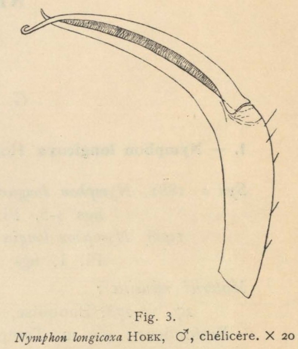 Giltay (1934, fig. 03) 