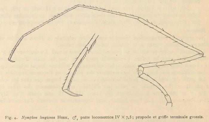 Giltay (1934, fig. 04) Giltay (1934, fig. 04)