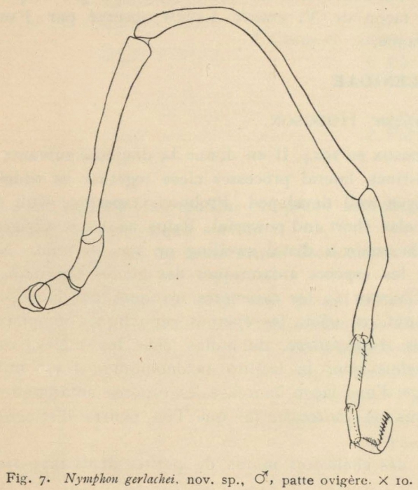 Giltay (1934, fig. 07) Giltay (1934, fig. 07)