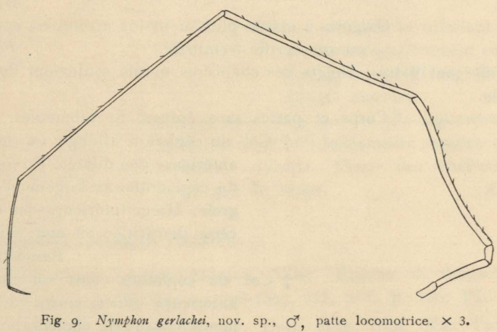Giltay (1934, fig. 09) Giltay (1934, fig. 09)