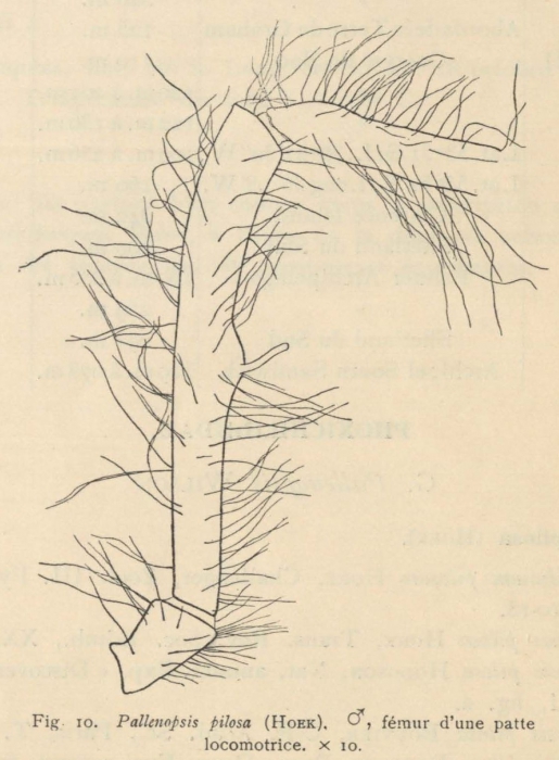 Giltay (1934, fig. 10) Giltay (1934, fig. 10)