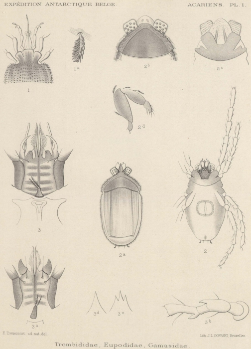 Trouessart (1903, pl. 1) Trouessart (1903, pl. 1)