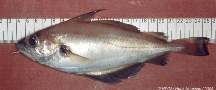 Trisopterus luscus (Linnaeus, 1758) Trisopterus luscus (Linnaeus, 1758)