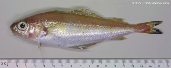 Trisopterus minutus (Linnaeus, 1758) Trisopterus minutus (Linnaeus, 1758)