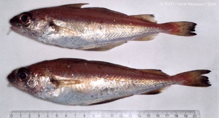 Trisopterus minutus (Linnaeus, 1758) Trisopterus minutus (Linnaeus, 1758)