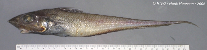 Macrourus berglax Lacepède, 1801 Macrourus berglax Lacepède, 1801
